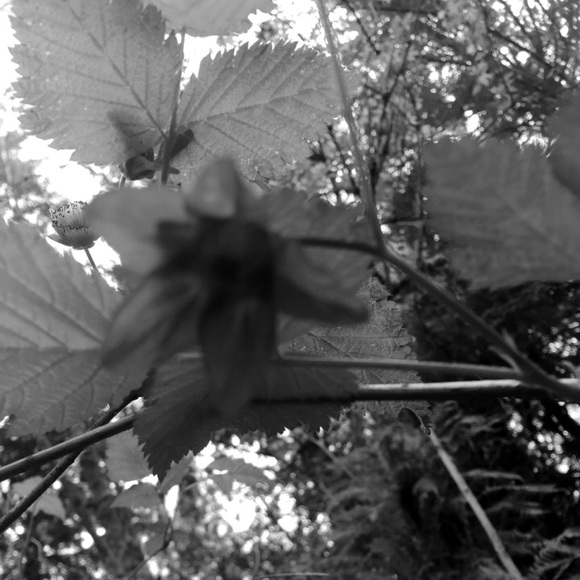 Meet your Posher, Litzy - Picture 1 of 1